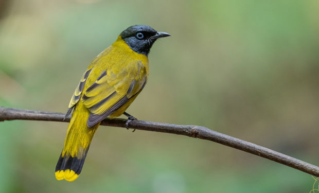 นกปรอดทอง Black-headed Bulbul ( Pycnonotus atriceps (Temminck, 1822) )